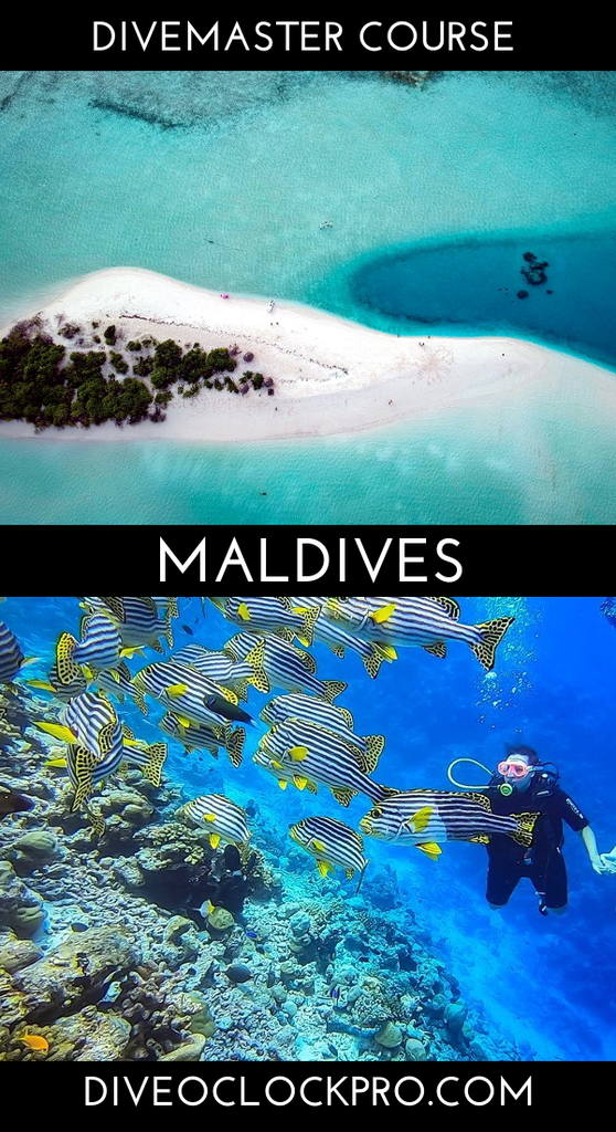 SSI Divemaster Course Dive Master course  - Rasdhoo / Ukulhas - Maldives