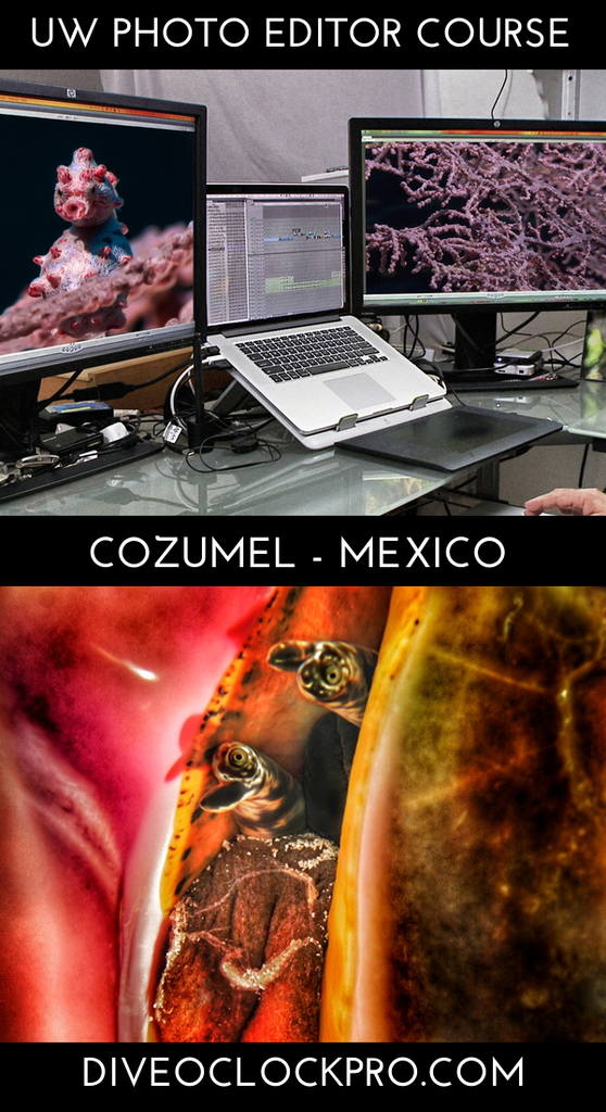 PADI *ONLINE* UW CINEMATOGRAPHY, PHOTOGRAPHY & FILM COURSES - Cozumel - Mexico