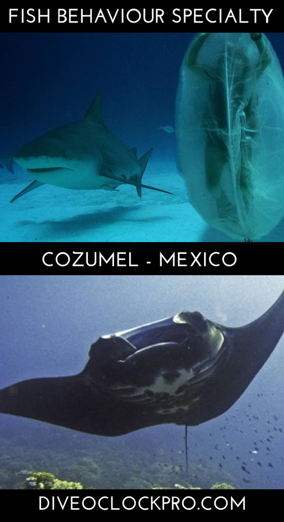 PADI THE FISH BEHAVIOUR SPECIALTY COURSE - San Miguel de Cozumel - Mexico