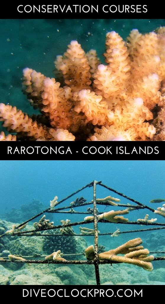 PADI Conservation Distinctive Specialty Courses - Rarotonga - Cook Islands