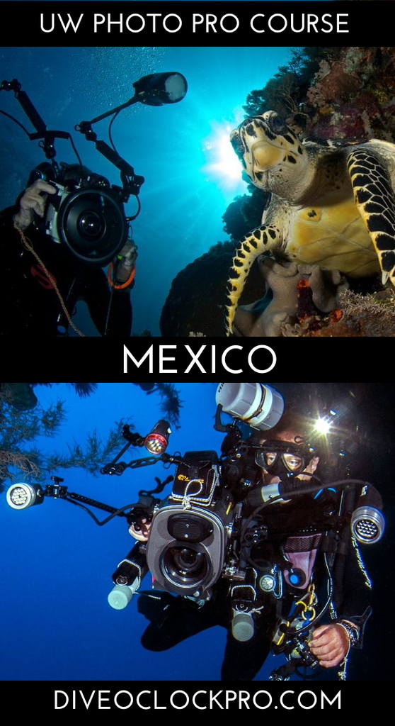 PADI *THE PROFESSIONAL UNDERWATER PHOTOGRAPHER* COURSE & CERTIFICATION - Cozumel - Mexico