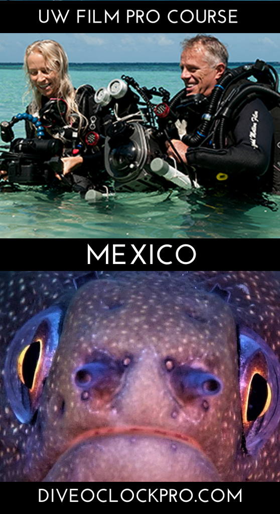 PADI THE INDUSTRY PRO (UNDERWATER) FILMMAKER A-Z - CAREER COURSE & CERTIFICATION - Cozumel - Mexico