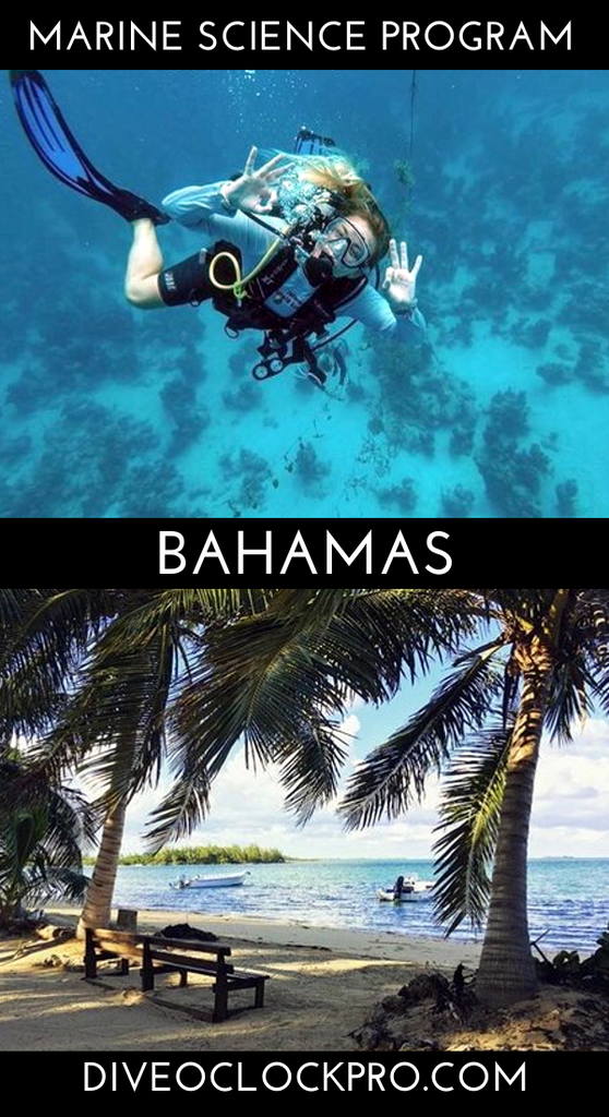 6-Week Bahamas Marine Science Program - Earn 2 PADI Dive Certs - Andros Town - The Bahamas