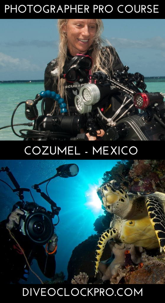 PADI THE UNDERWATER PHOTOGRAPHER COURSE - San Miguel de Cozumel - Mexico