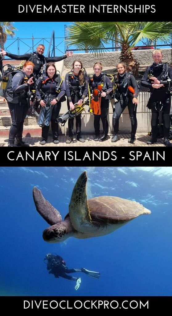 PADI Divemaster Internship with FREE Accommodation  - Costa Adeje, Tenerife, Canary Islands - Spain