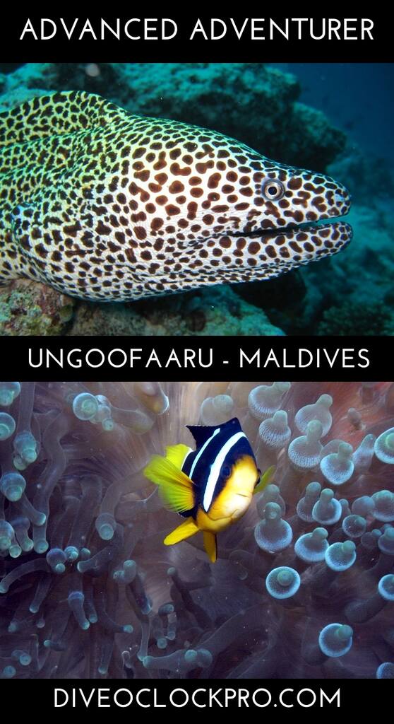 SSI ADVANCED ADVENTURER - You & Me, Uthurumaafaru, Ungoofaaru - Maldives