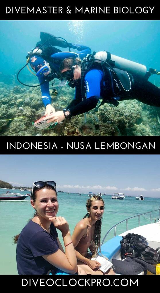 PADI Divemaster & Marine Biology Training Program - Lembongan - Indonesia