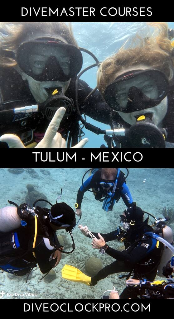 PADI Divemaster Course with accommodation - Tulum - Mexico