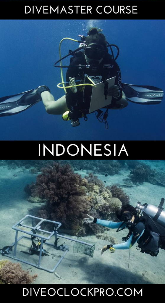 PADI Divemaster Course Package #1 - Dive Master - Bali - Indonesia