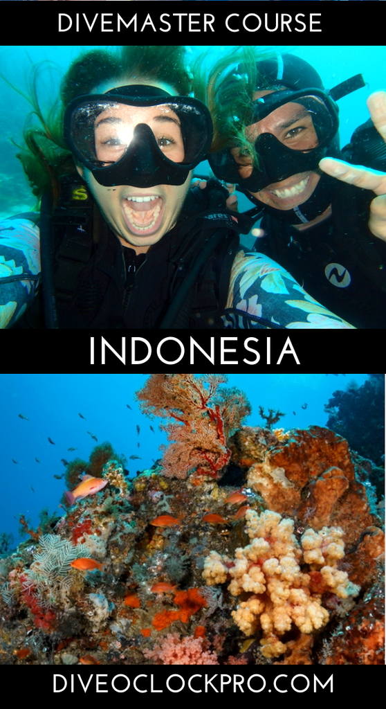 PADI DIVEMASTER - Badjo - Indonesia