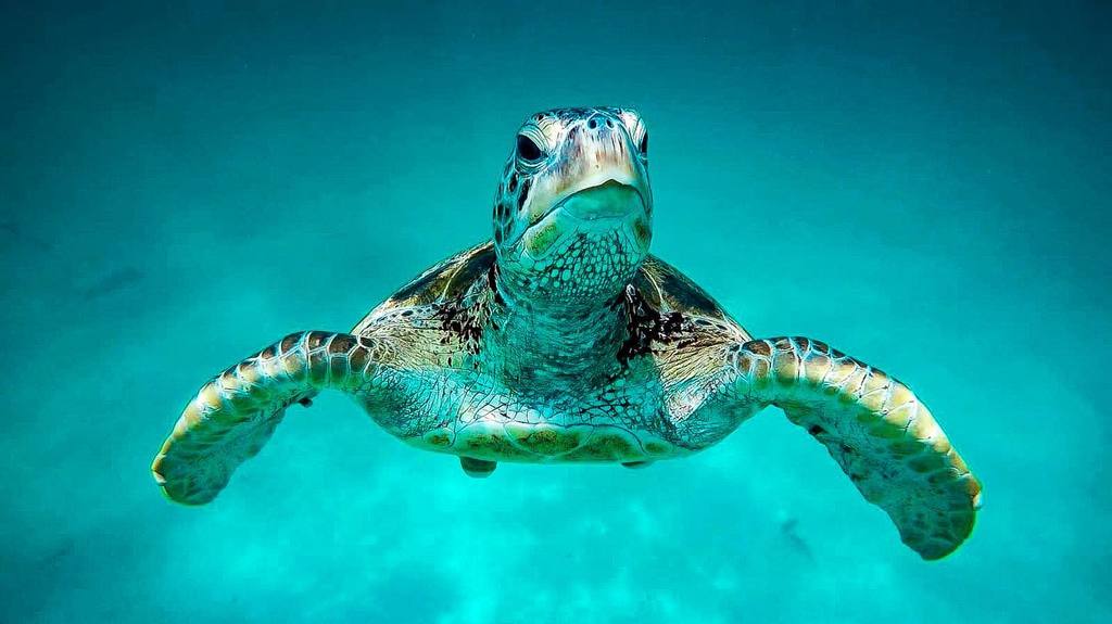 SSI Divemaster Internship Rasdhoo / Ukulhas Maldives