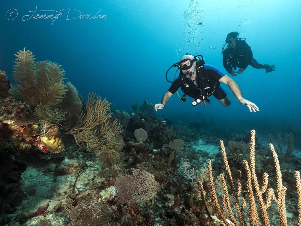 PADI Divemaster + DSD Leader Course Playa del Carmen Mexico